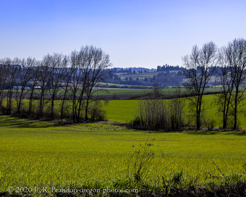 Photo of field and trees on NE Yamhill Rd. 