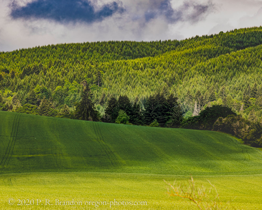 Photo of field and hillside on SW Stringtown Rd. in Washington County, Oregon