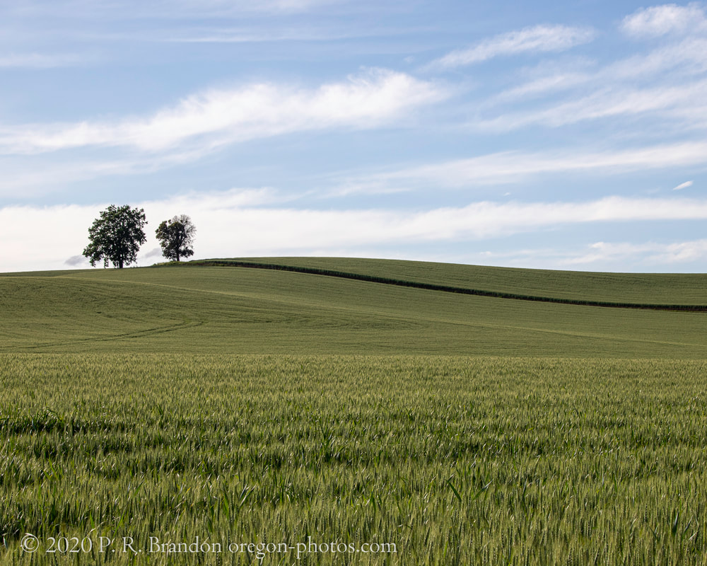 Photo of field and trees on SW Dober Rd. in Washington County, Oregon