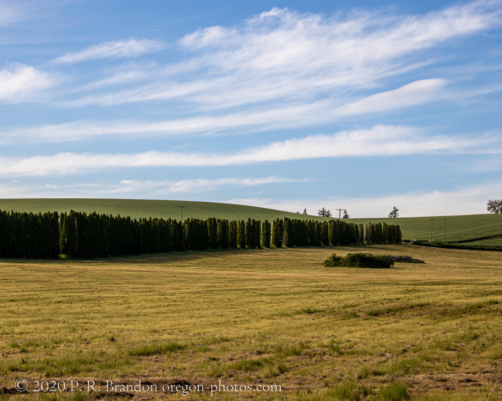 Photo of field and trees on SW Dober Rd.  in Washington County, Oregon