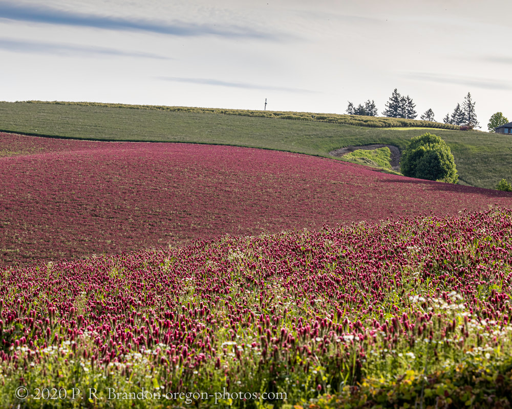 Photo of red clover on SW Firdale Rd.