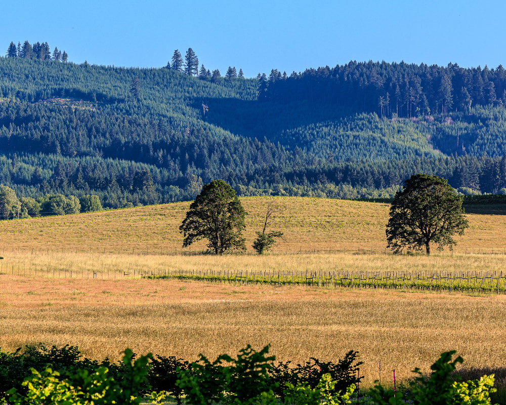 Field and trees west of Corvallis