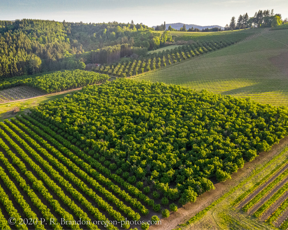 Photo of fields near NW Hillside Rd.  (drone view)