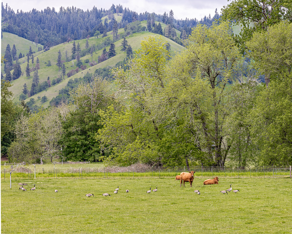 Cattle in pasture below hillside in Glide, Oregon