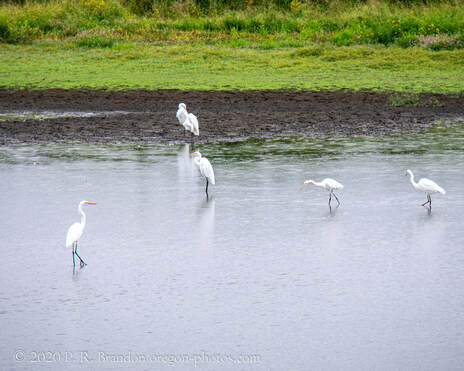 Five egrets in pond on SW Fern Hill Rd.  in Washington County, Oregon