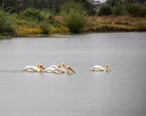 Photo of pelicans in pond on SW Fern Hill Rd.  in Washington County, Oregon