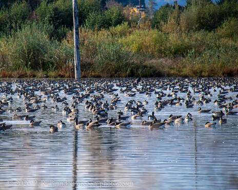 Photo of geese in pond on SW Fern Hill Rd. in Washington County, Oregon