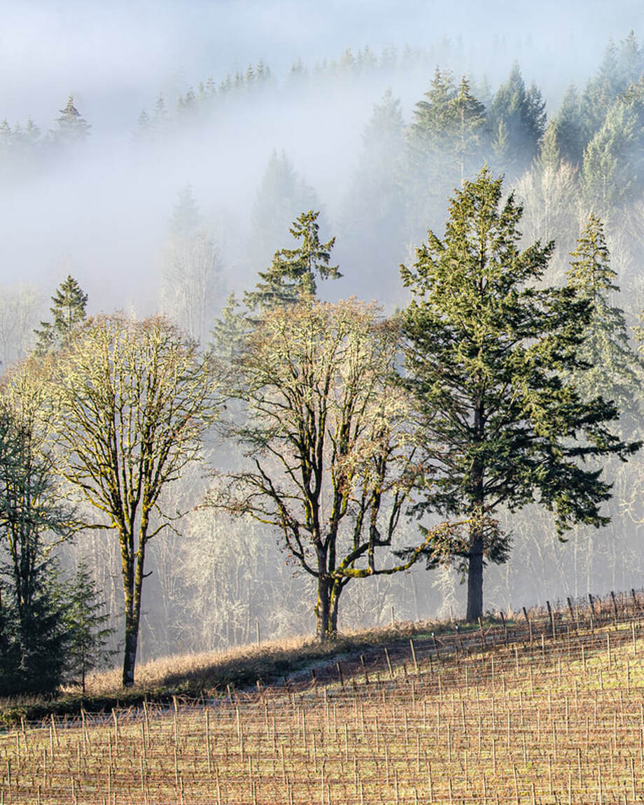 Oregon trees (Washington County)