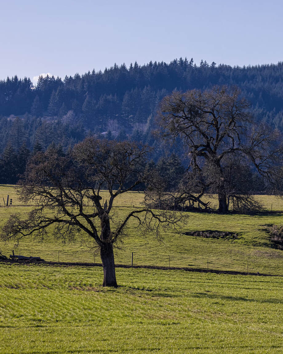 Trees on NW Hill Rd, McMinnville, Oregon
