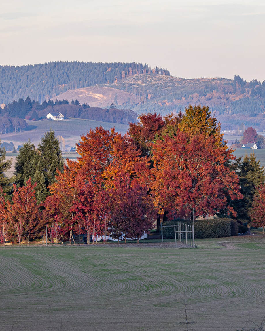 Oregon trees (Yamhill County)