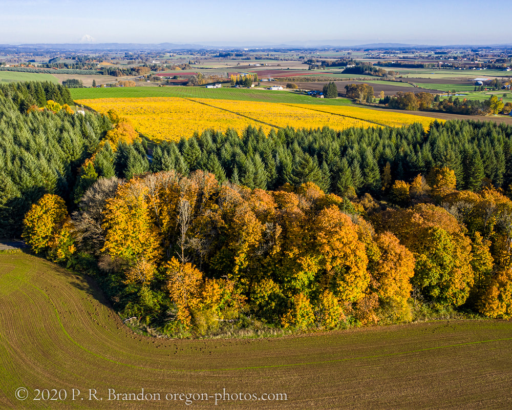 Photo of trees and fields on NW Banks  Rd. in Washington County, Oregon
