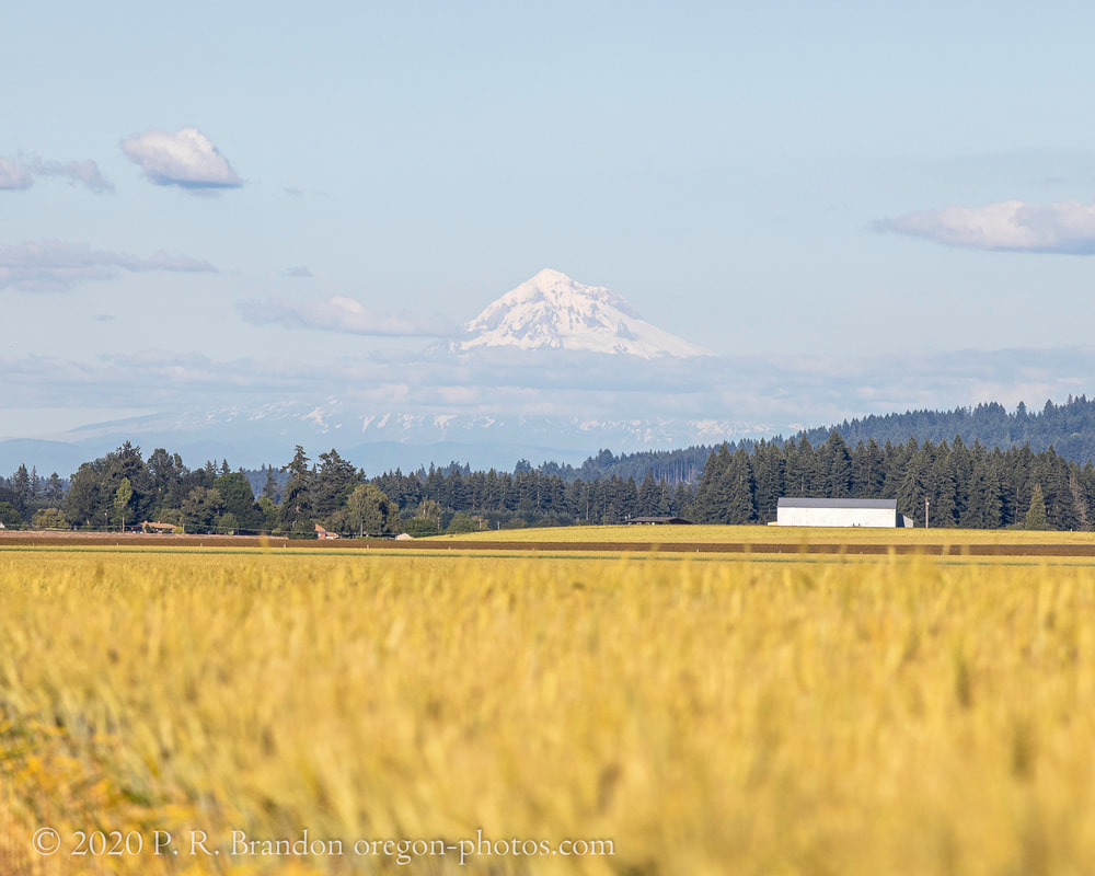 View of Mt. Hood from SW Johnson School Rd.