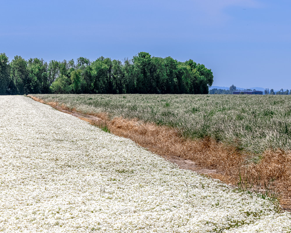 White clover (?) and grass near Harrisburg, Linn County, Oregon