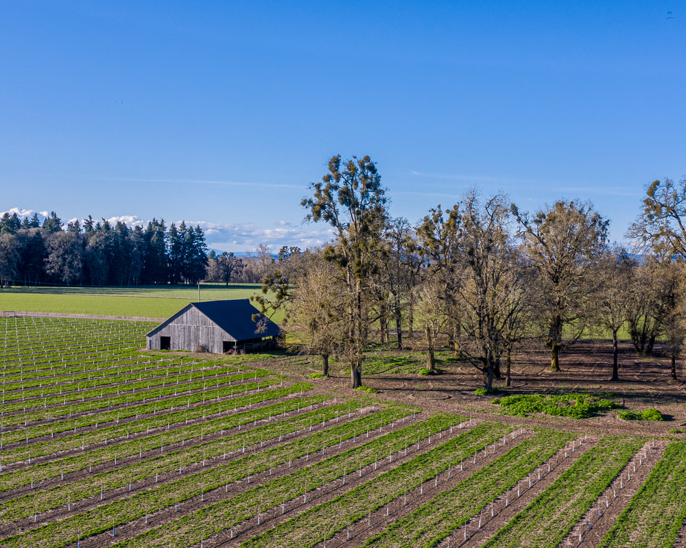 Photo of barn in Marion County, Oregon