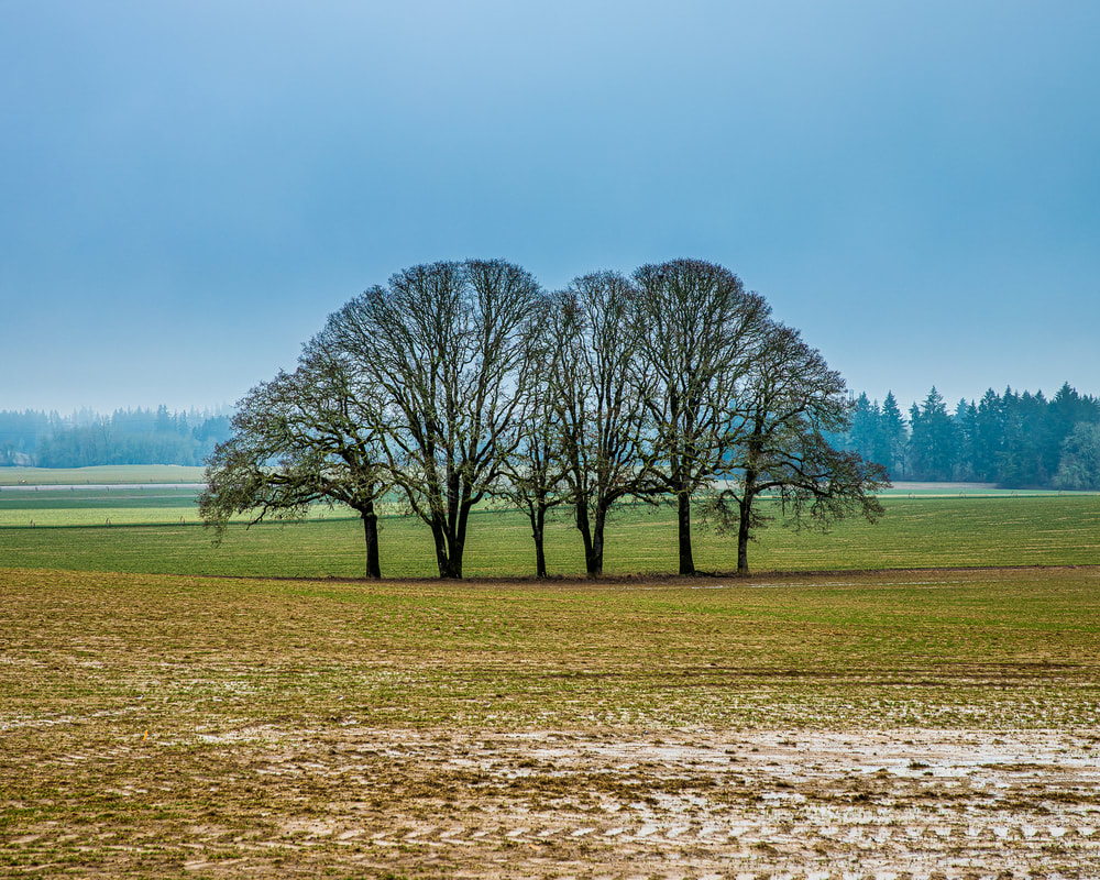 Trees in Macleay Oregon