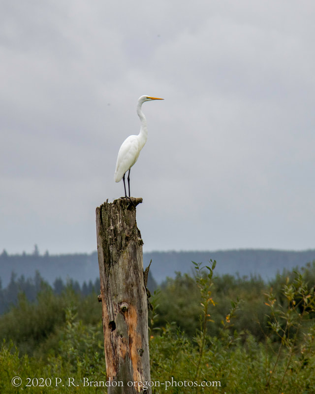 Photo of egret on pole neat SW Fern Hill Rd.