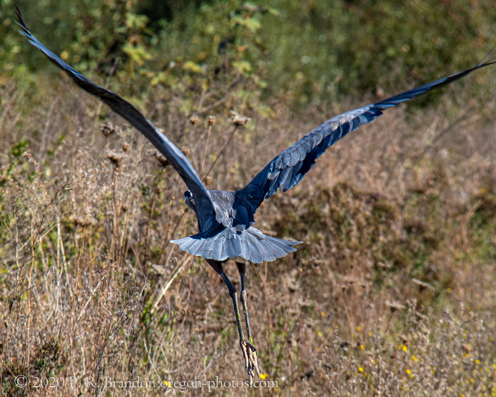 Photo of heron flying near SW Fern Hill Rd.
