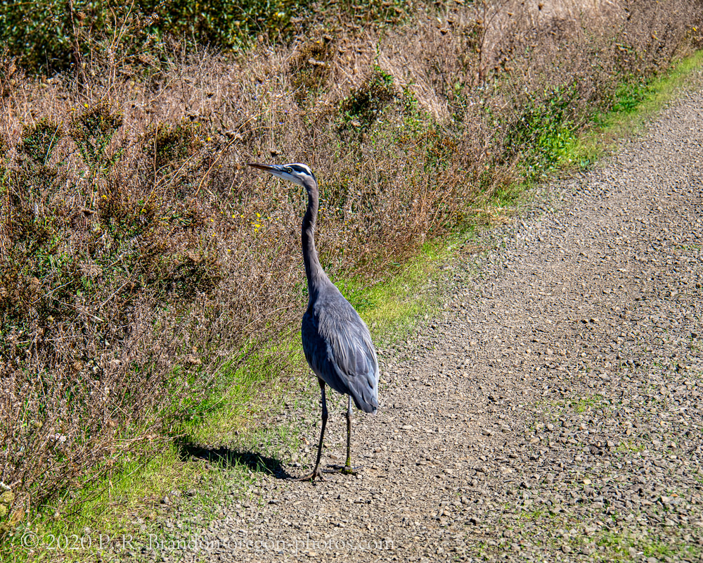 Photo of heron, SW Fern Hill Rd. in Washington County, Oregon