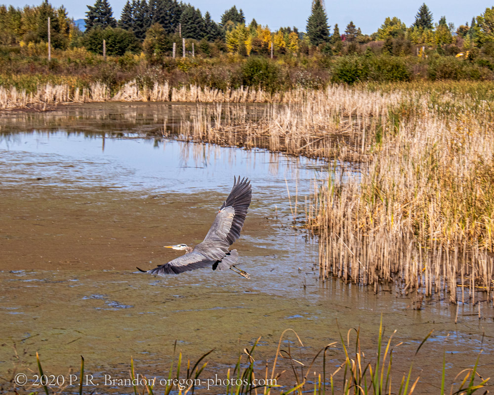Photo of flyng heron on SW Fern Hill Rd.