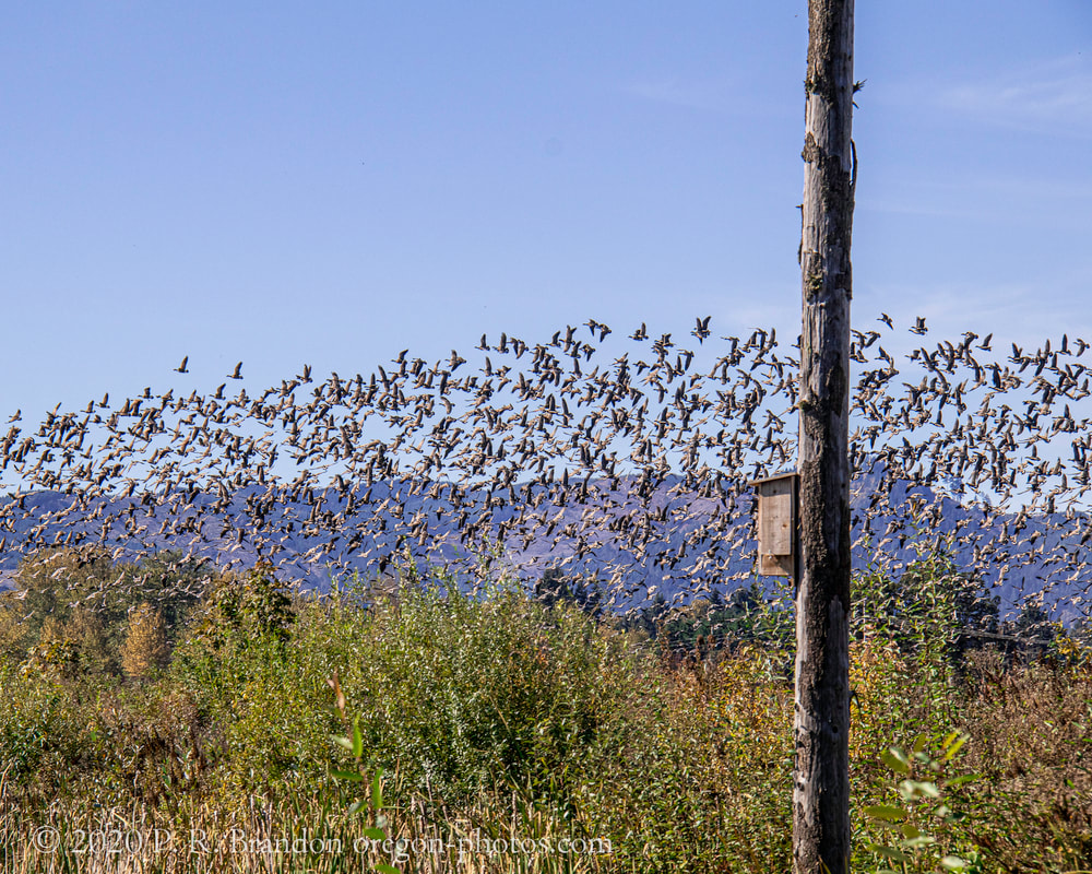Photo of geese in flight near SW Fern Hill Rd. in Washington County, Oregon