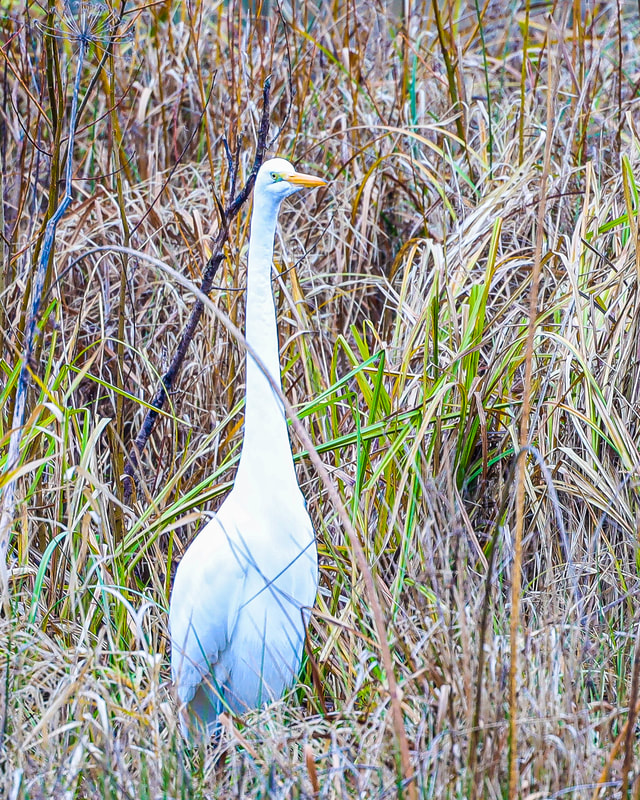Photo of heron on SW Fern Hill Rd.