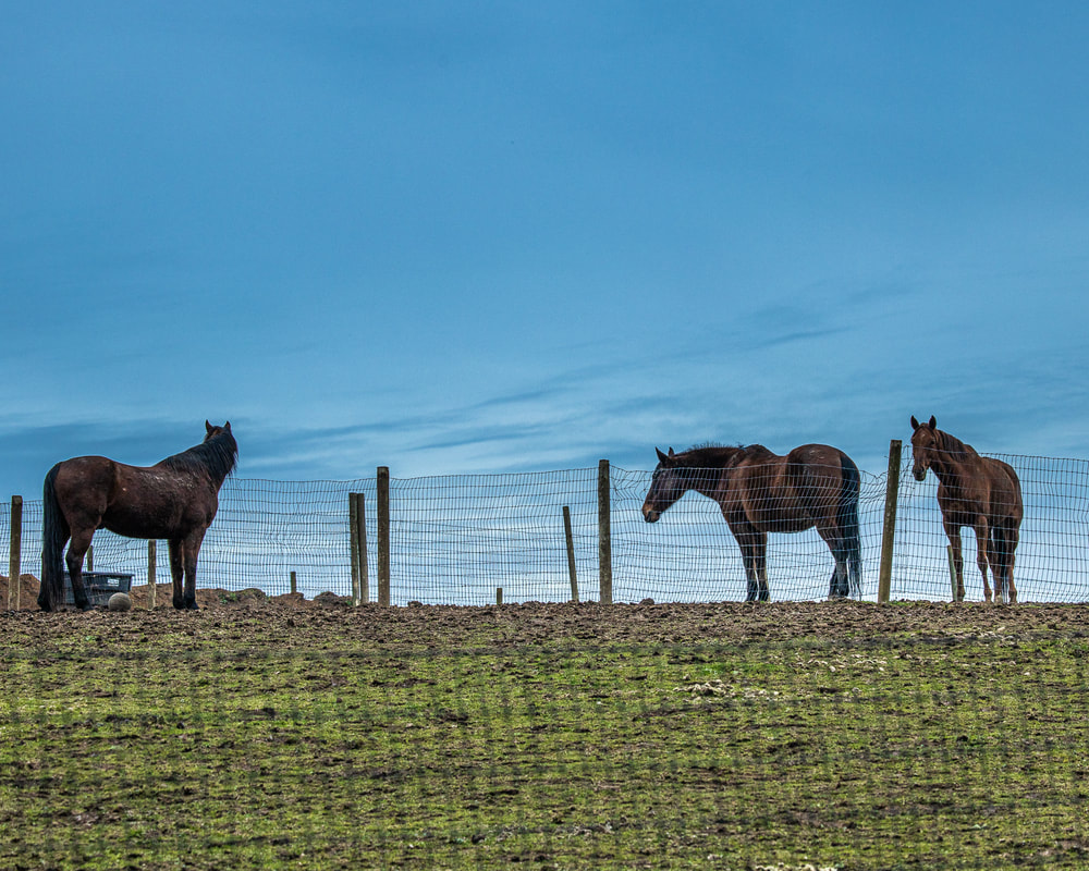 Photo of horses on hillside