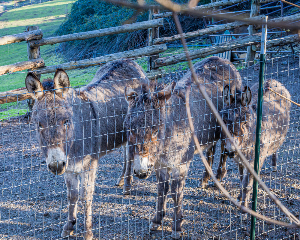 Three donkeys