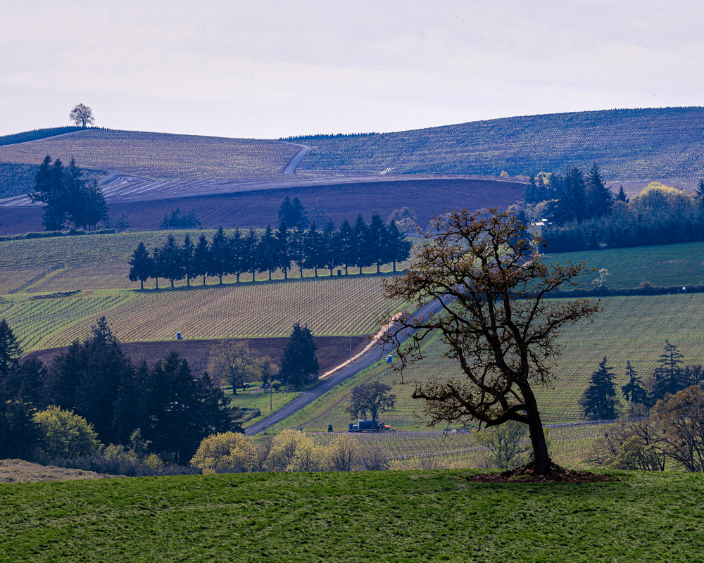 Lone tree on hill with engaging background on Hwy 221 near Wheatland, Oregon