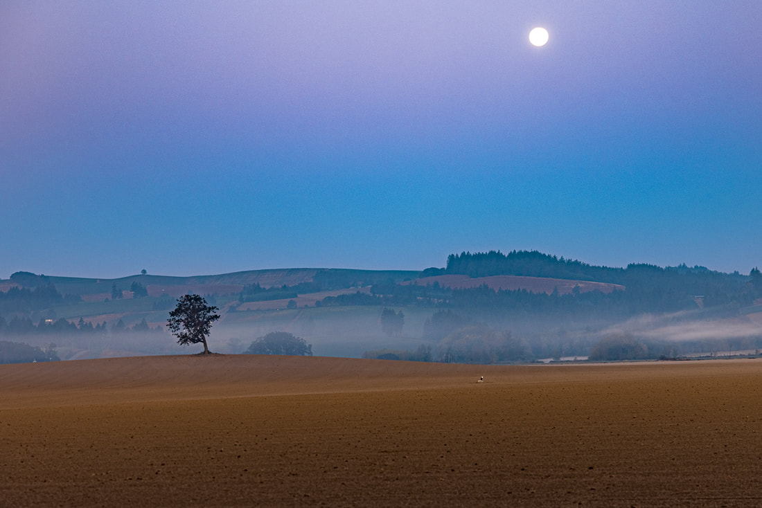 Lone tree under the moon on hill with engaging background on Hwy 221 near Wheatland, Oregon