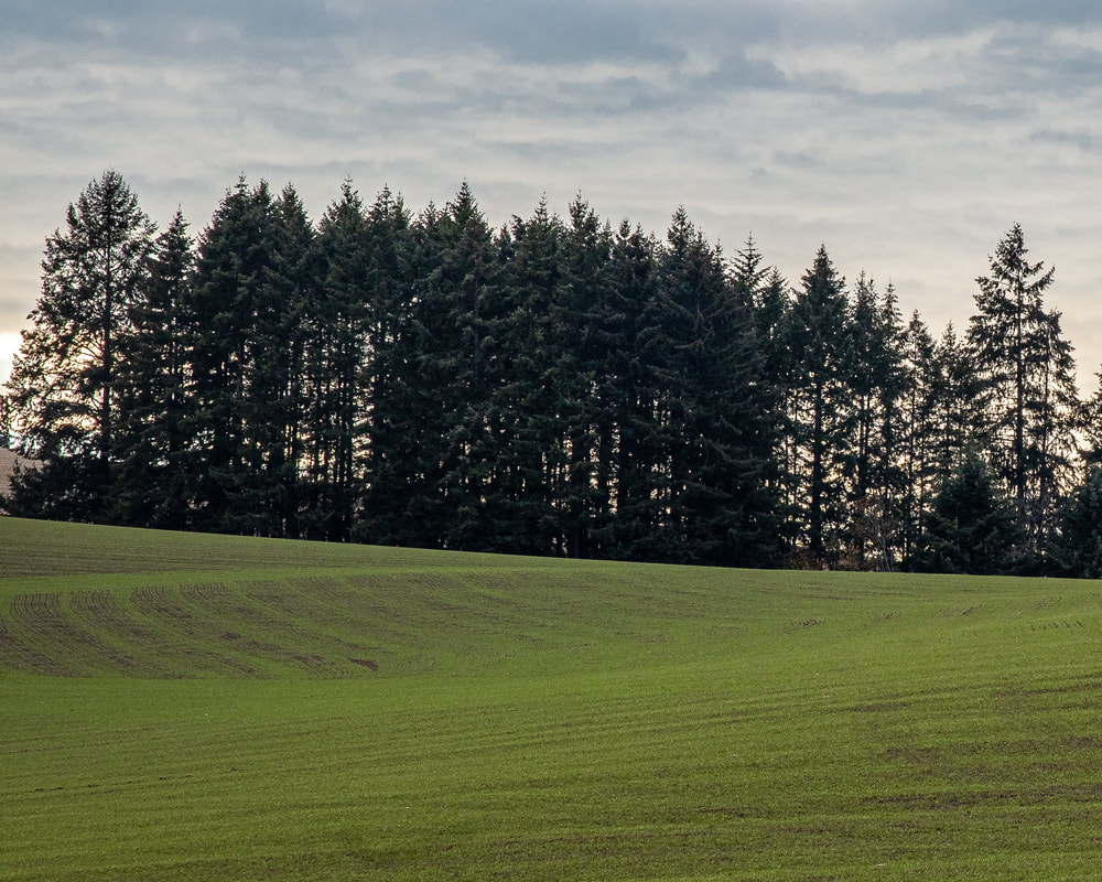 Washington County Oregon landscape