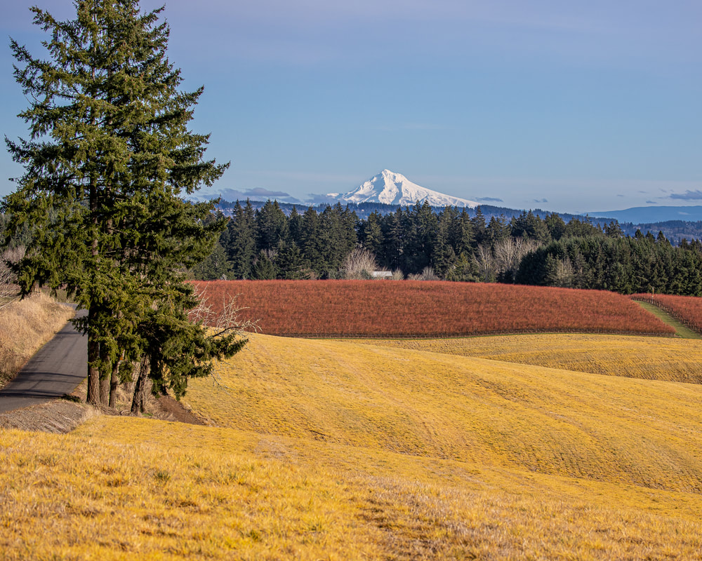 Washington County Oregon landscape, with Mt. Hood in the background