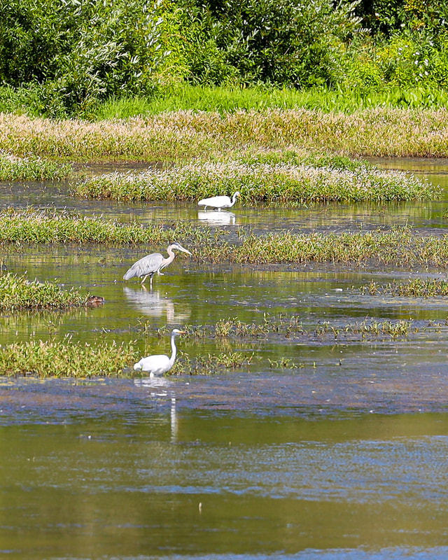 Egrets and a heron at Fern Hill wetlands