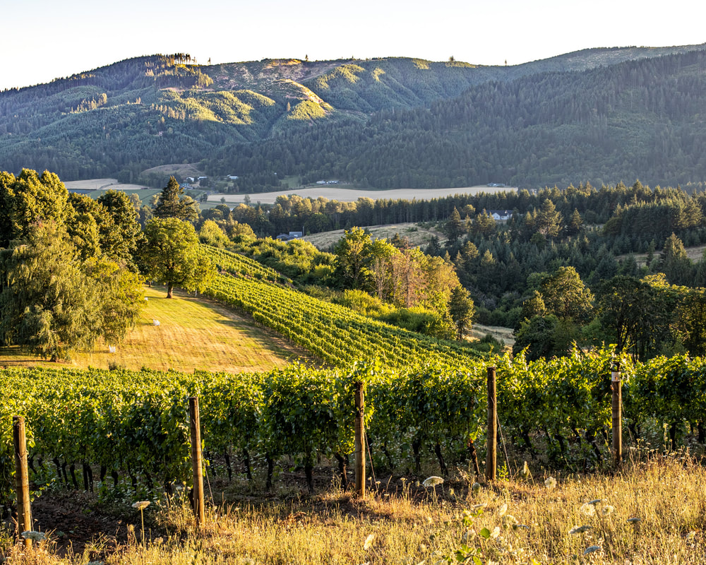 Vineyard on David Hill Rd., Washington County, Oregon