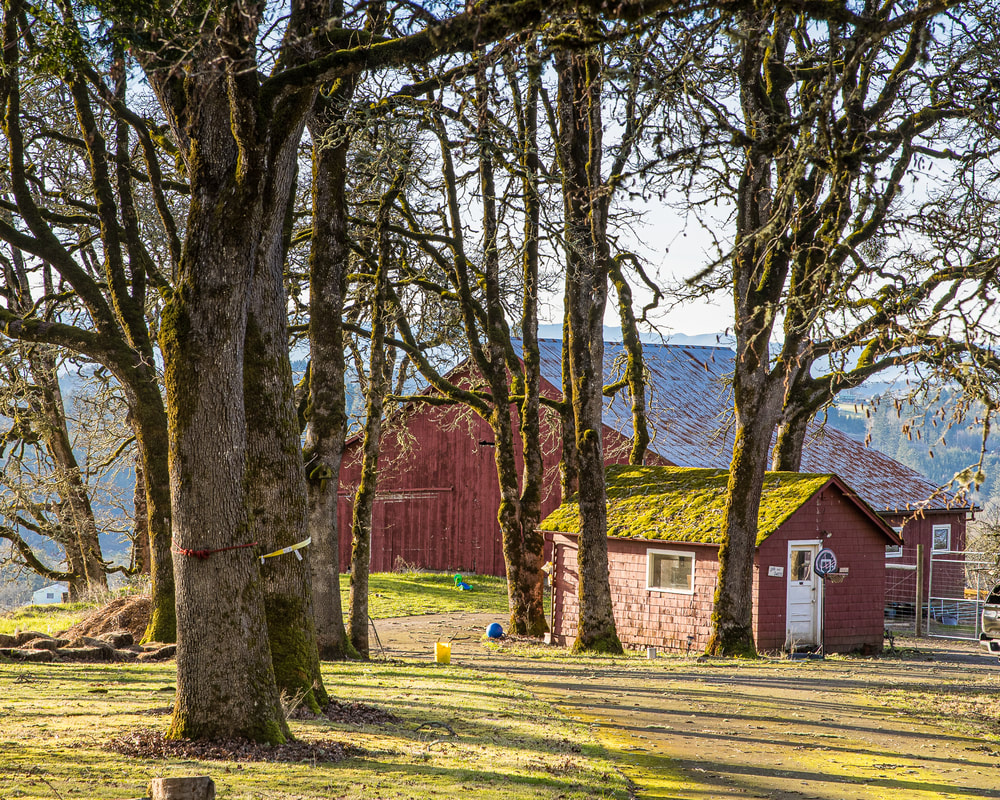 Photo of barn in Yamhill County, Oregon