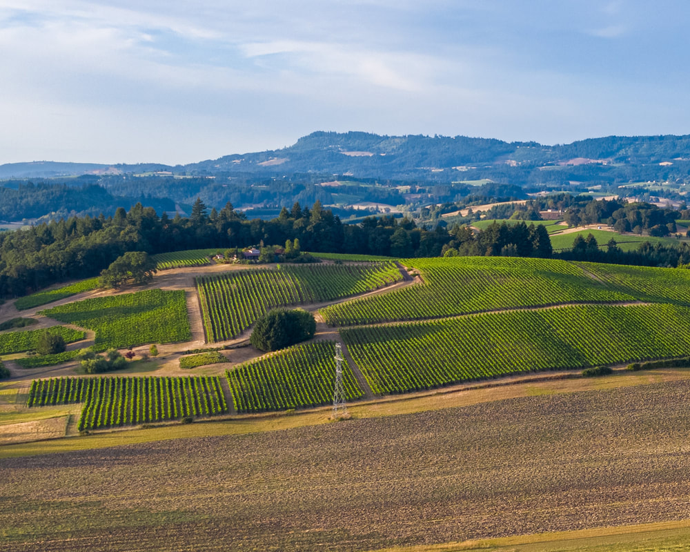 Vineyard on hill, Yamhill County, Oregon