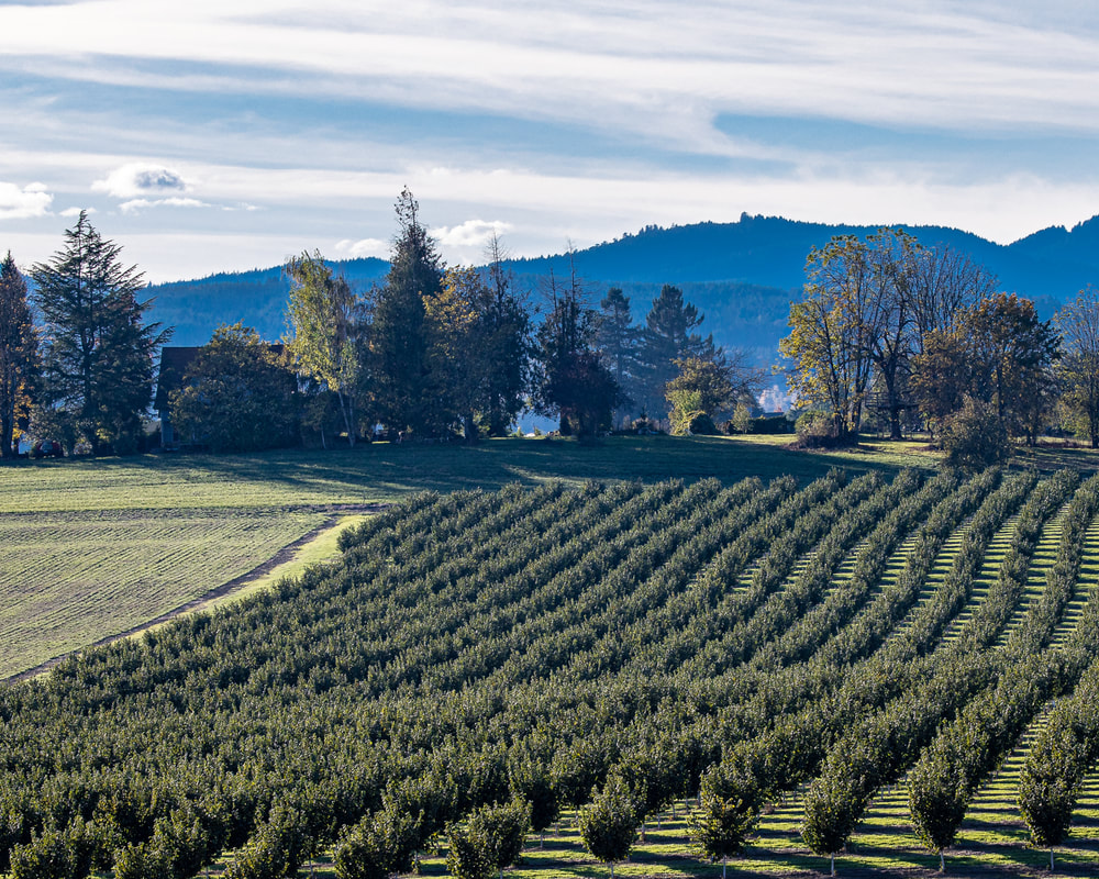 Yamhill County Oregon landscape