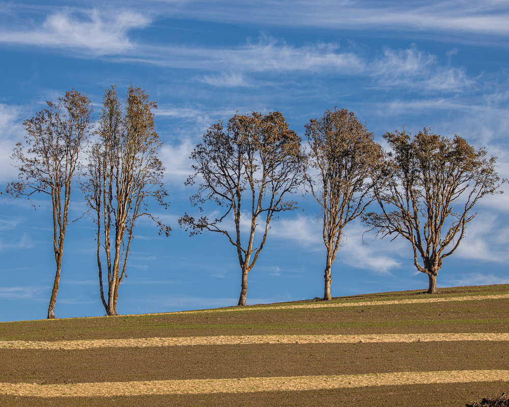 Photo of trees in Yamhill County, Oregon
