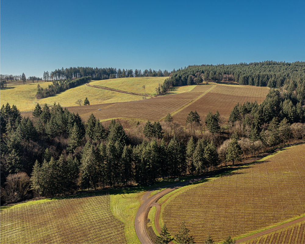 Landscape from drone in  Crabtree Park, Dundee, Oregon