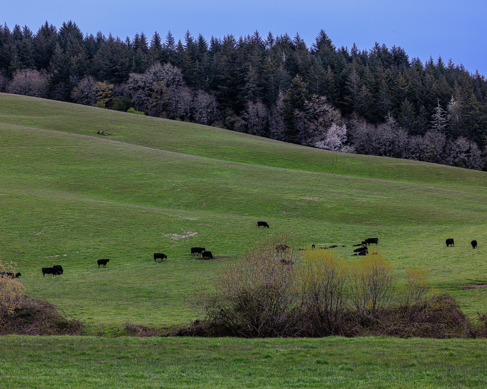 NW Garrish Valley Rd., Cherry Grove, Oregon landscape with cows