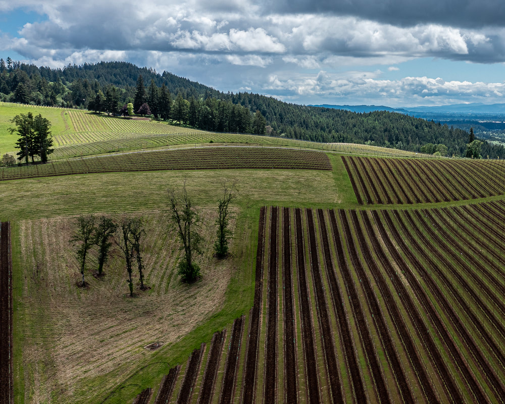 Drwone's view of vineyard on NE Worden Hill Rd., Dundee, Oregon